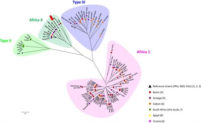 First detection of Toxoplasma gondii Africa 4 lineage in a population of carnivores from South Africa
